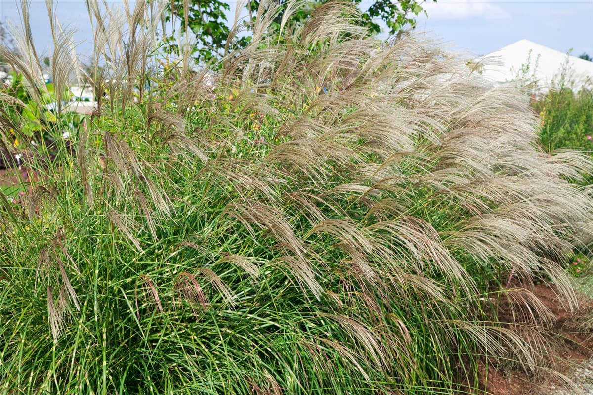 Miscanthus sinensis Little Zebra