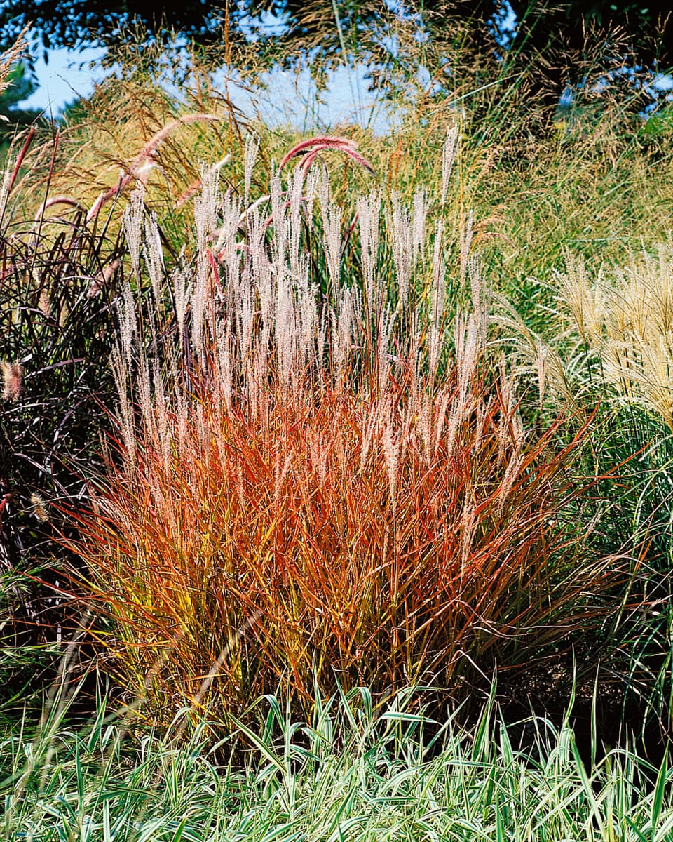 Miscanthus sinensis Purpurascens
