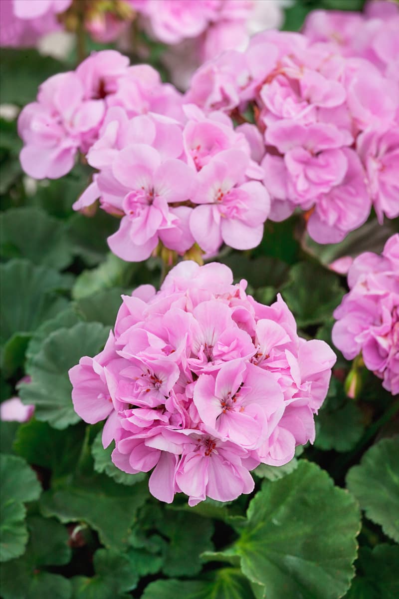 Pelargonium zonale Fantasia ® Shell Pink Improved