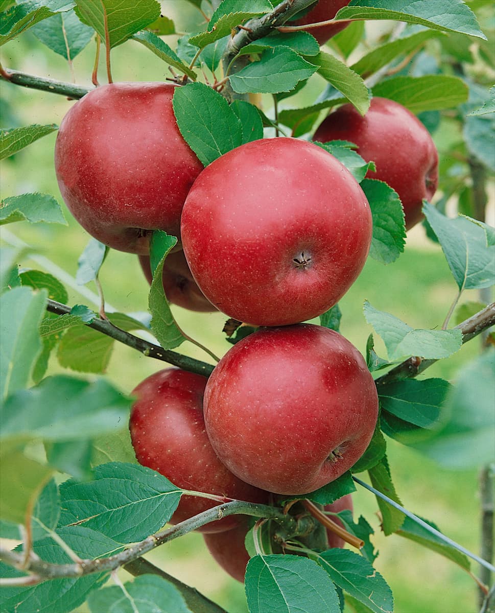 Apfel / Malus domestica Spartan