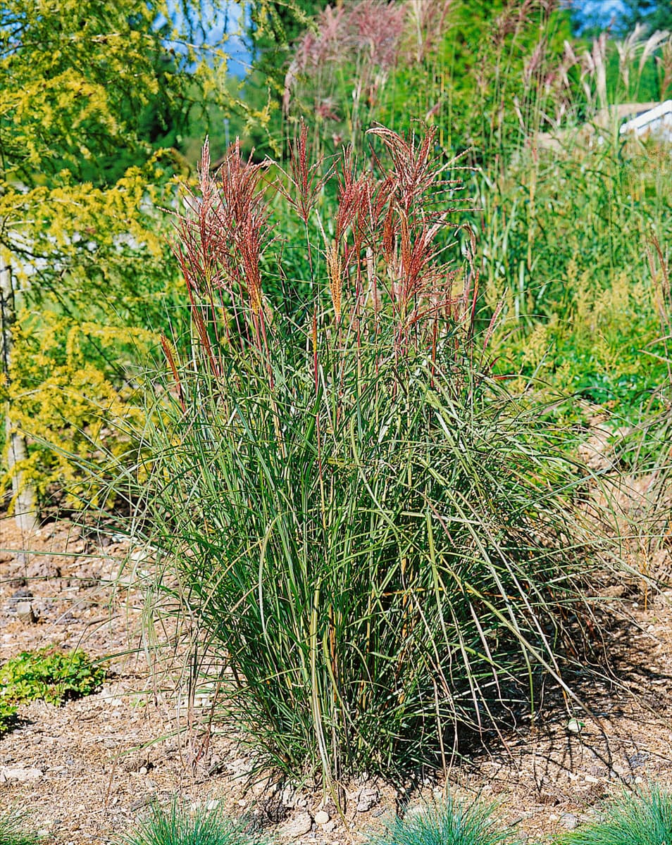 Miscanthus sinensis