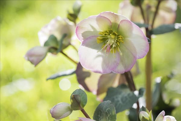Helleborus x ericsmithii Sally's Shell