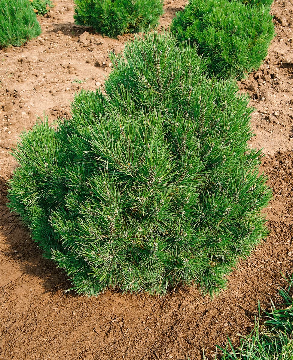 PINUS MUGO HESSE