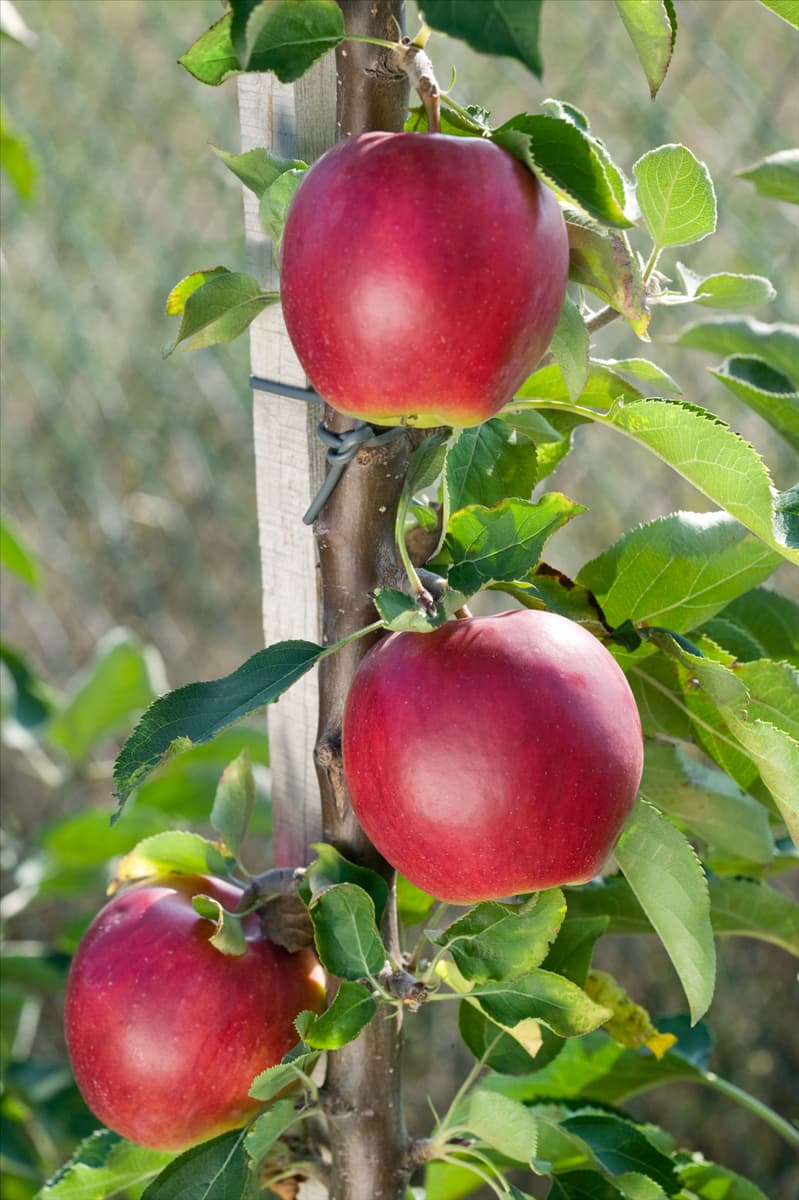 Malus domestica Suncats