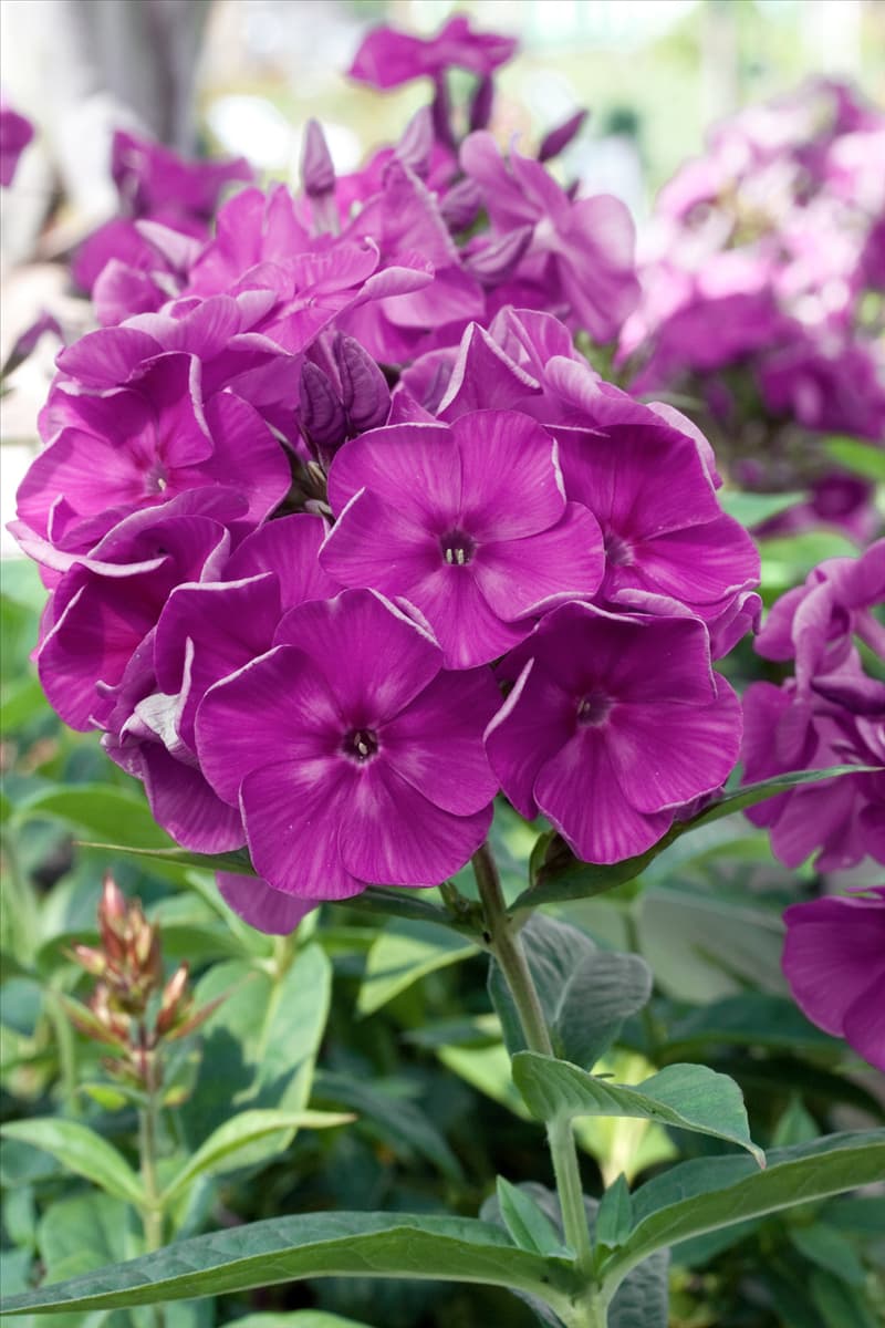 Phlox paniculata Purple Flame