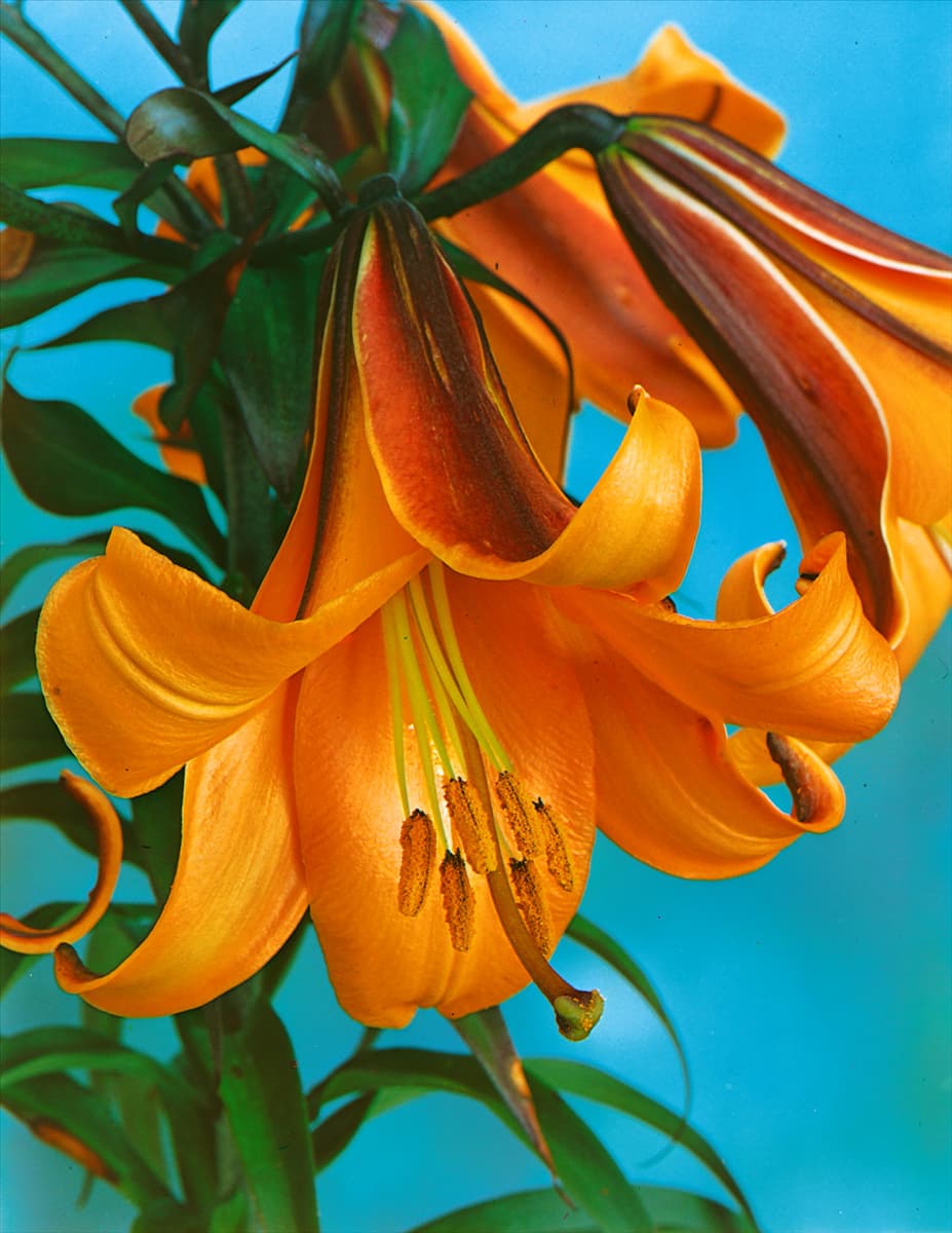 Lilium Trumpet African Queen