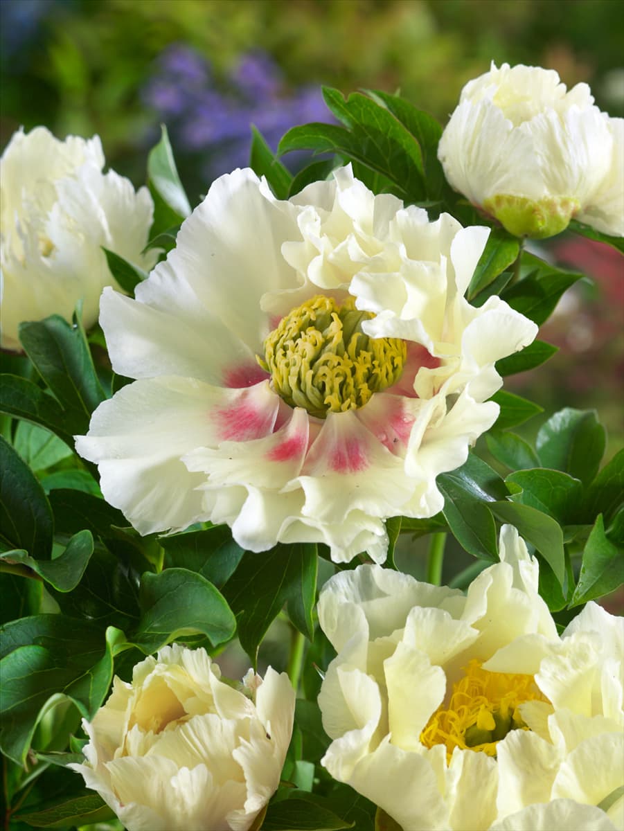 Paeonia Shining Light