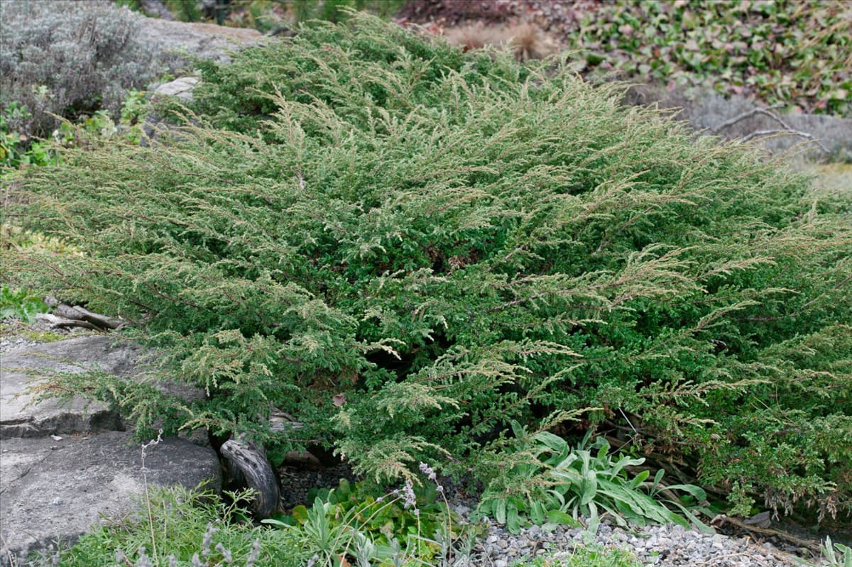 Juniperus communis Hornibrookii