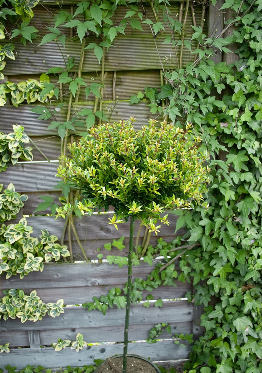 Ilex crenata Twiggy / Hochstamm
