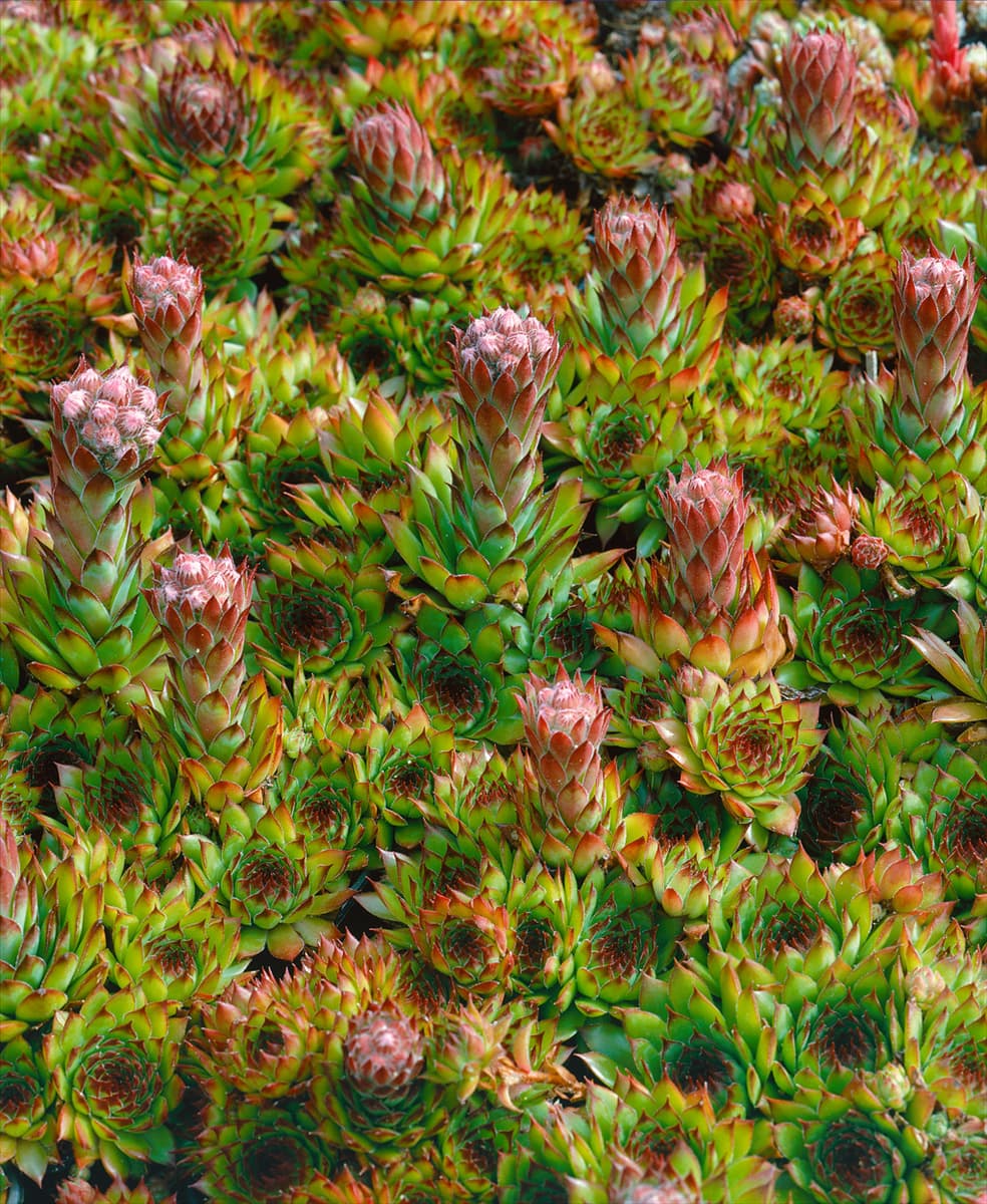 SEMPERVIVUM OTHELLO