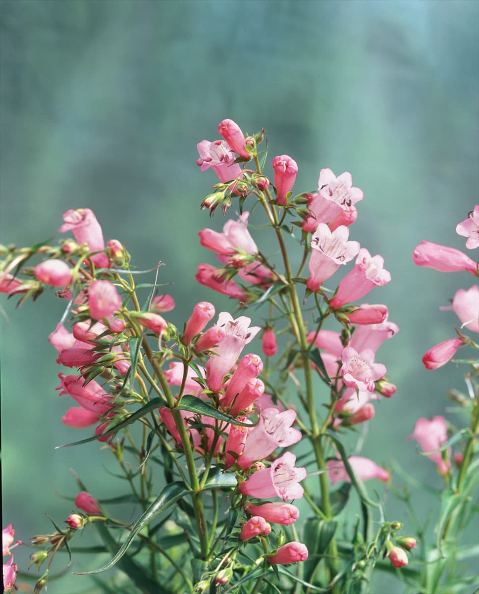 Penstemon Apple Blossom