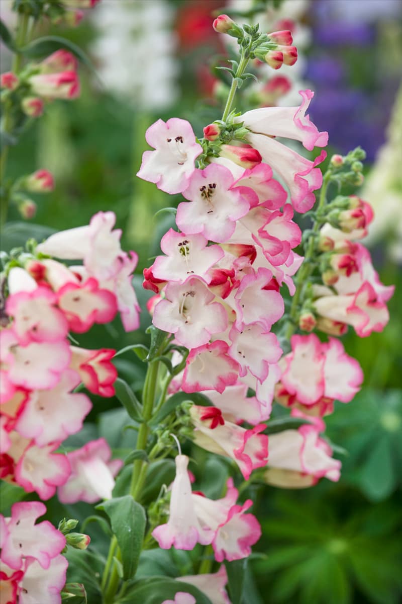 Penstemon hartwegii Arabesque ® Appleblossom