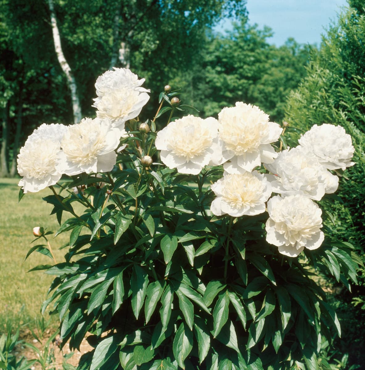 PAEONIA OFFICINALIS