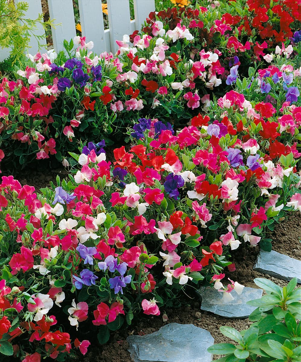 LATHYRUS ODORATUS LITTLE SWEETHEARTS / MIX