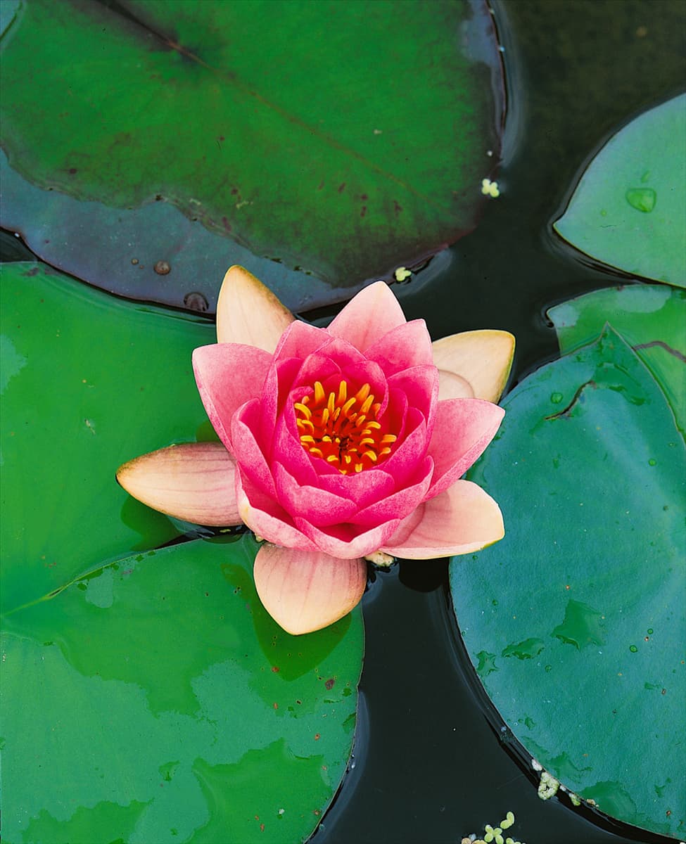 NYMPHAEA CHARLES DE MEURVILLE ROSE