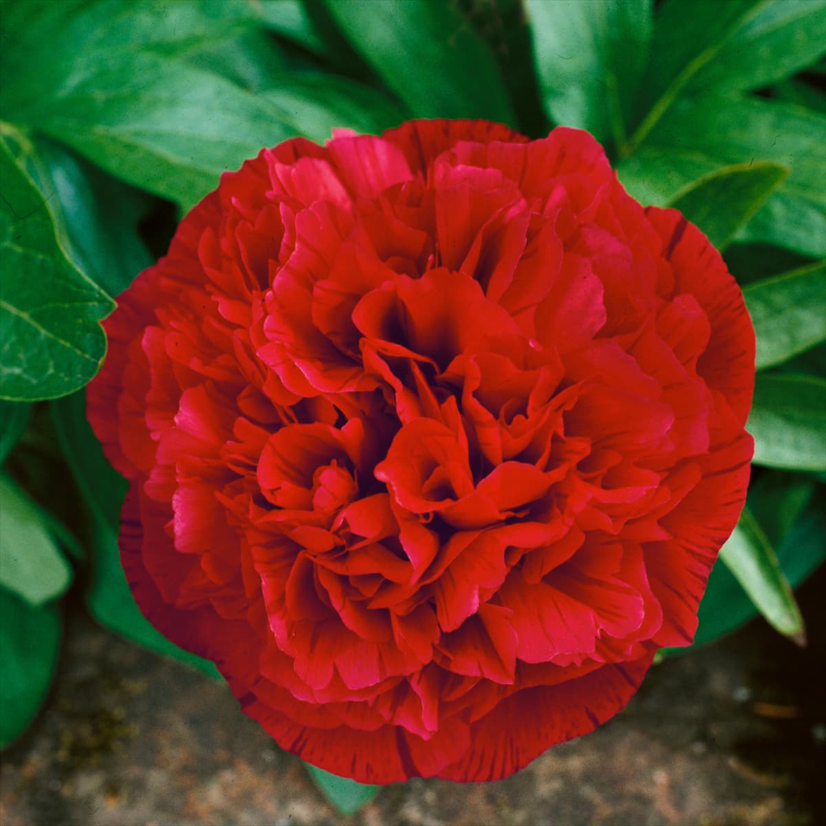 Paeonia officinalis Rubra Plena