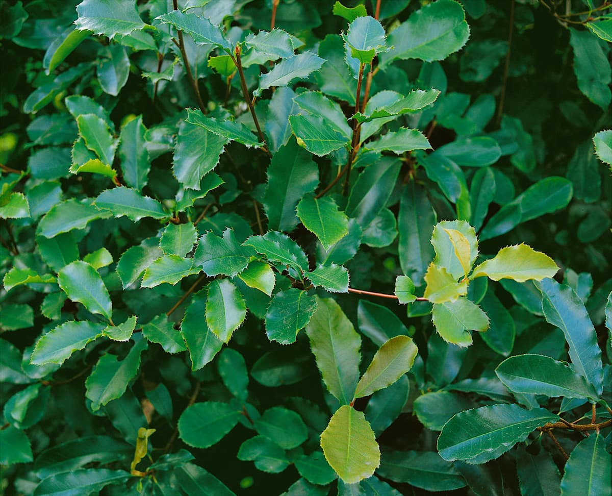 Photinia serrulata