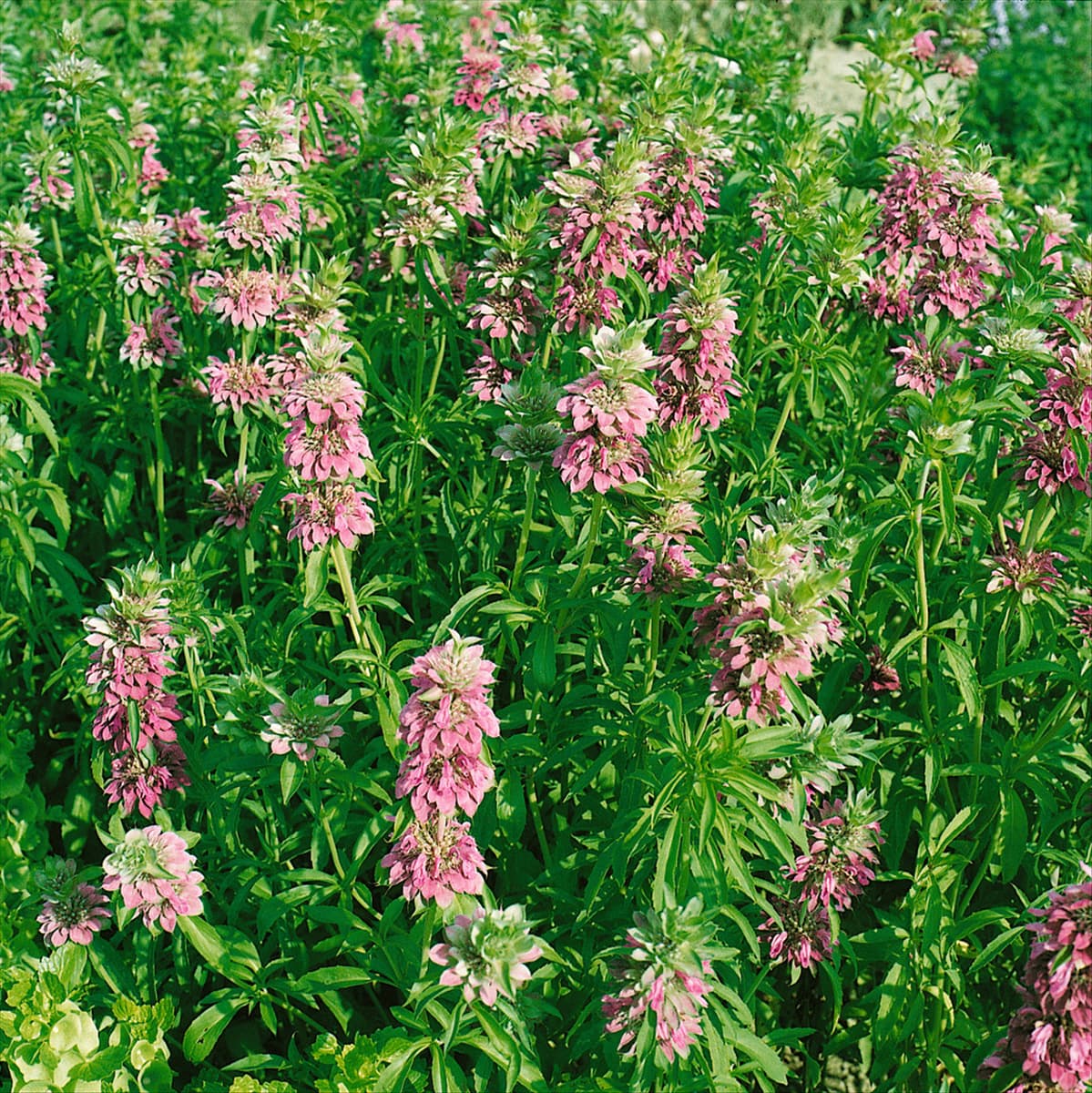 MONARDA FISTULOSA