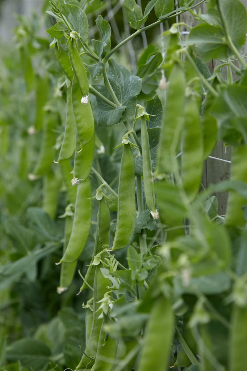 Pisum sativum subsp. sativum Macrocarpon-Grp Zuccola am Strauch