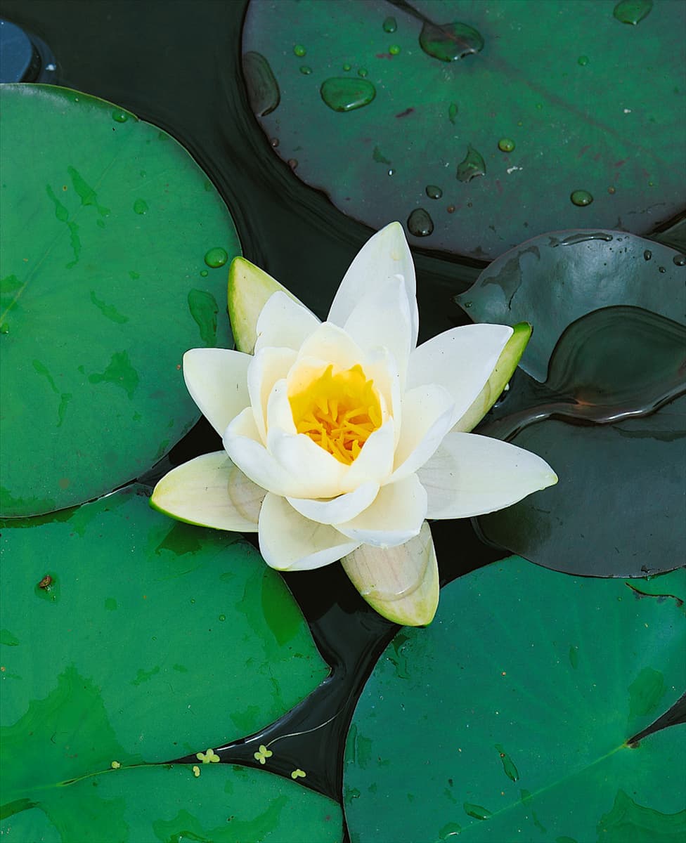 NYMPHAEA ODORATA GIGANTEA WHITE
