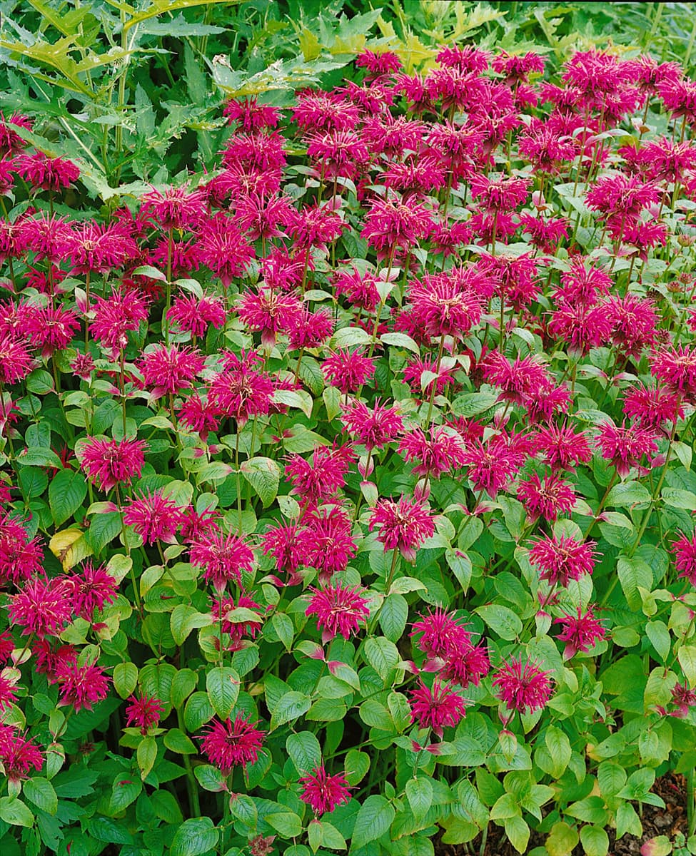 MONARDA MAHOGANY