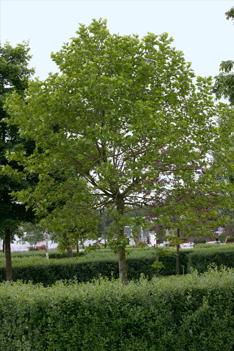 Platanus x hispanica Alphen's Globe