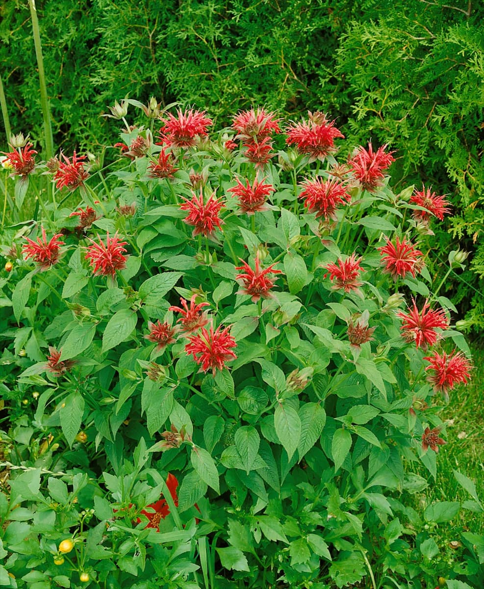 MONARDA PRÄRIEBRAND