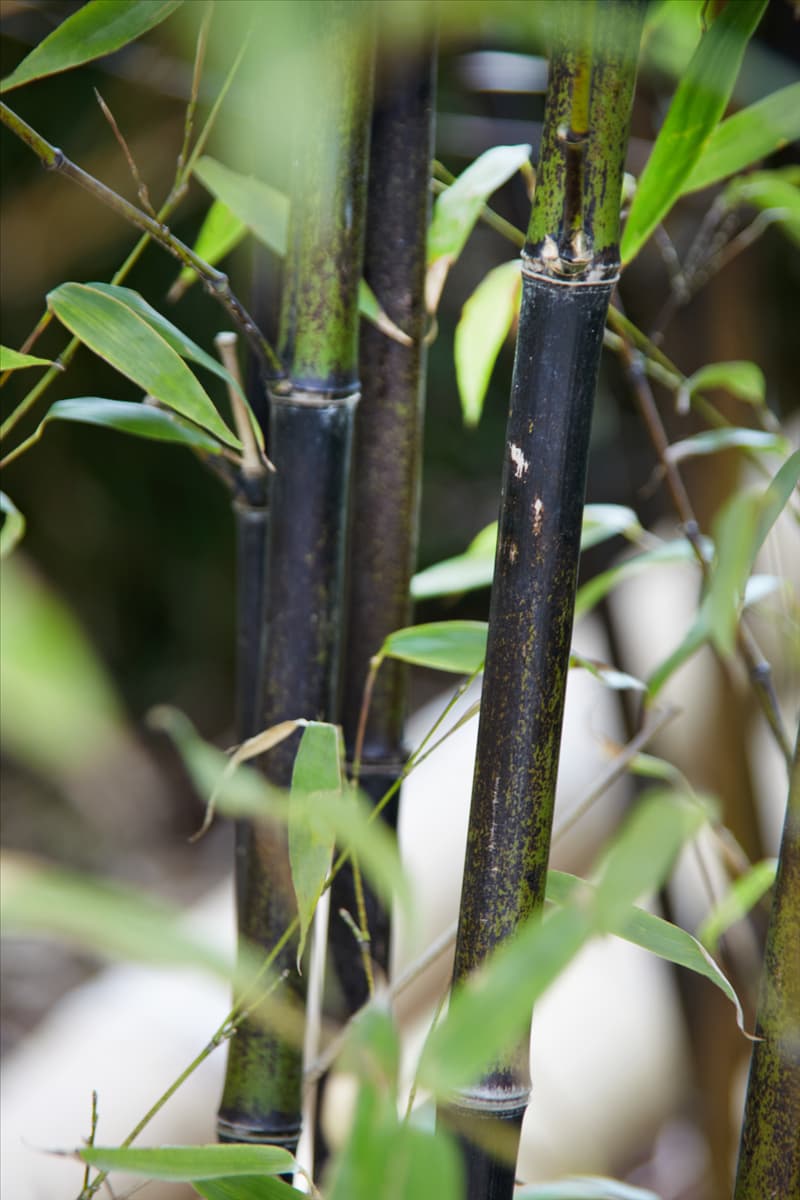 Phyllostachys nigra