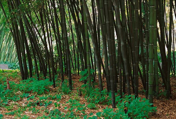 Phyllostachys nigra 'Punctata'