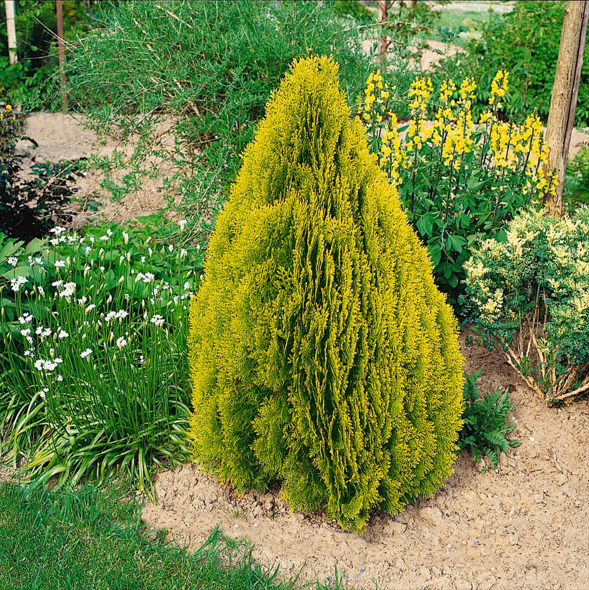 Platycladus orientalis Pyramidalis Aurea