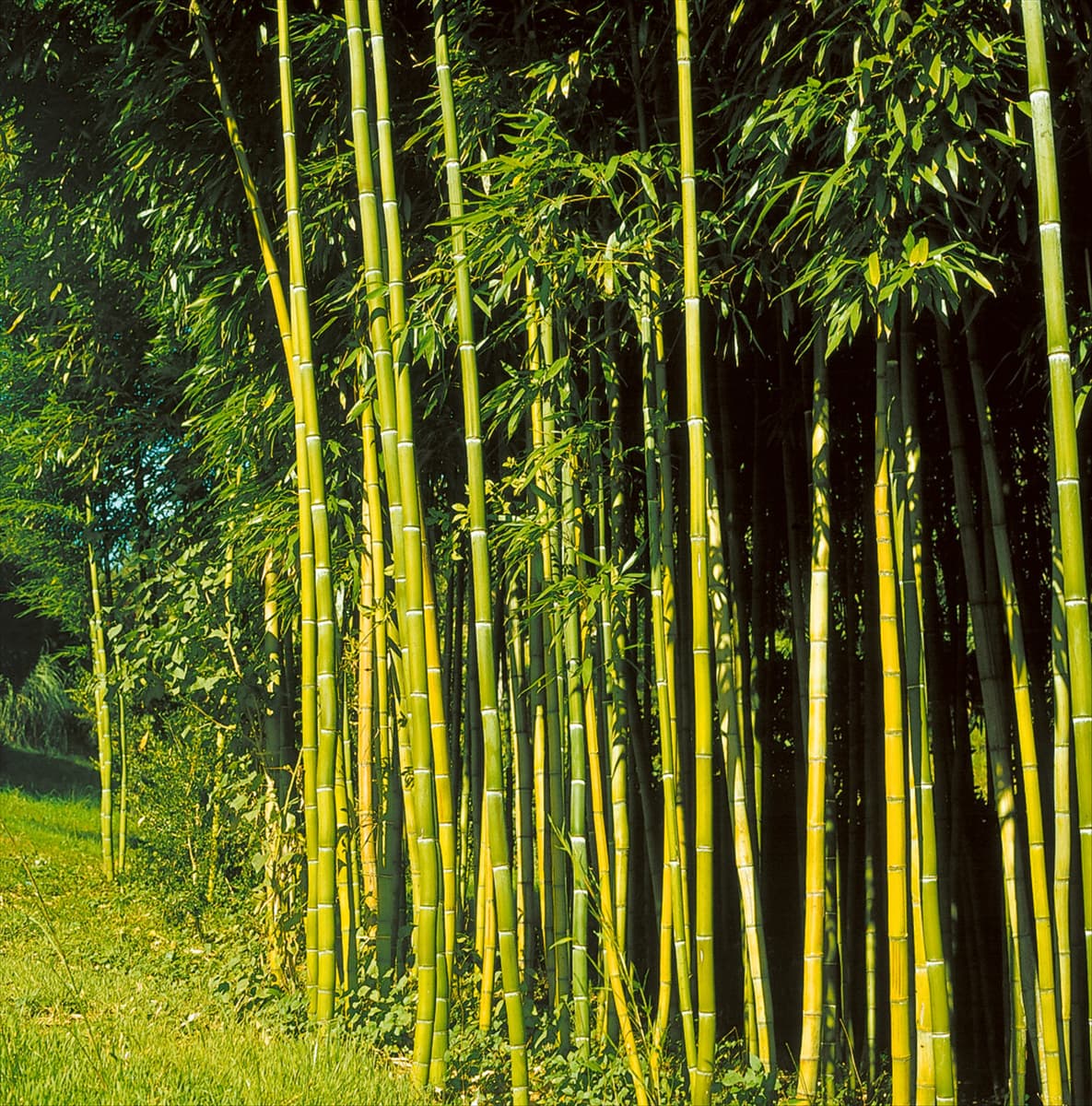 Phyllostachys viridiglaucescens