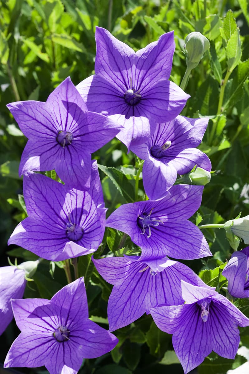 Platycodon grandiflorus Fuji Blue