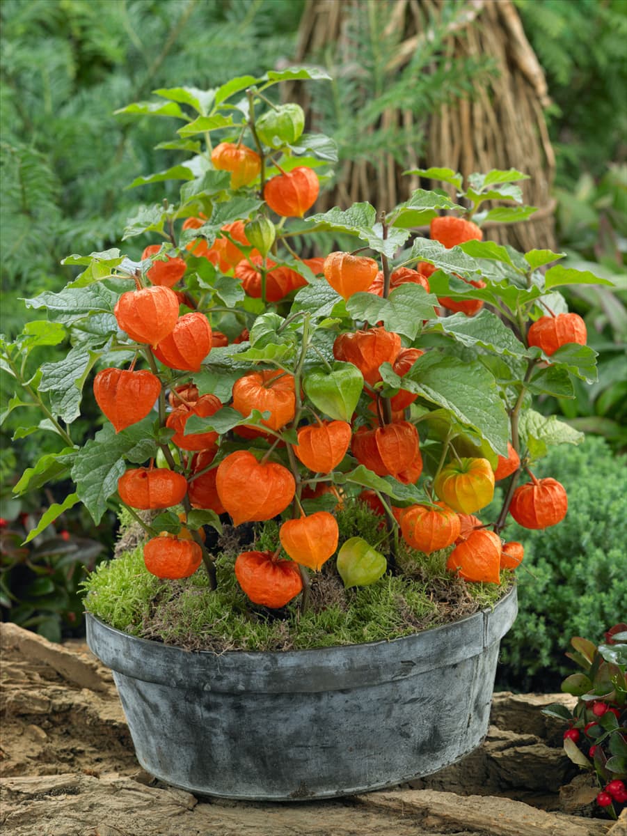 Physalis alkekengi var. franchetii im Topf