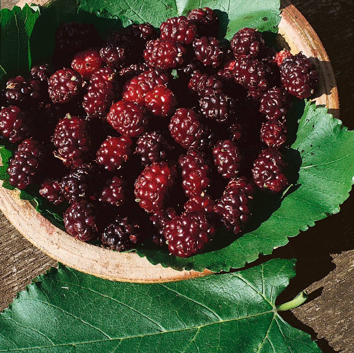 MORUS NIGRA - FRUITS
