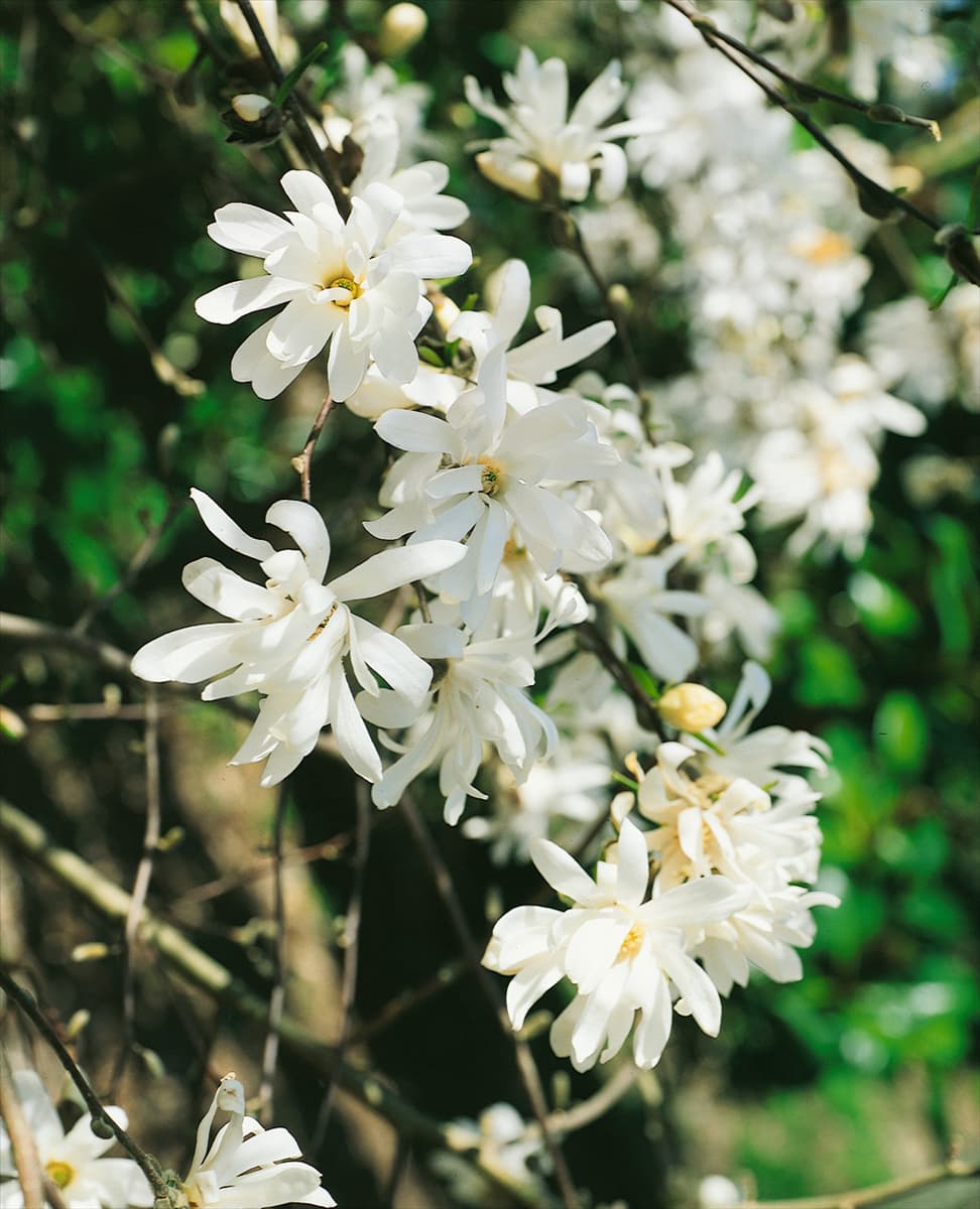 MAGNOLIA STELLATA ROYAL STAR