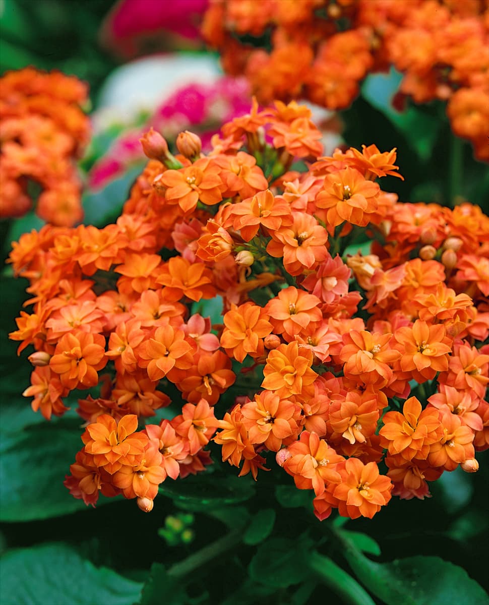 Calandiva (R) Orange