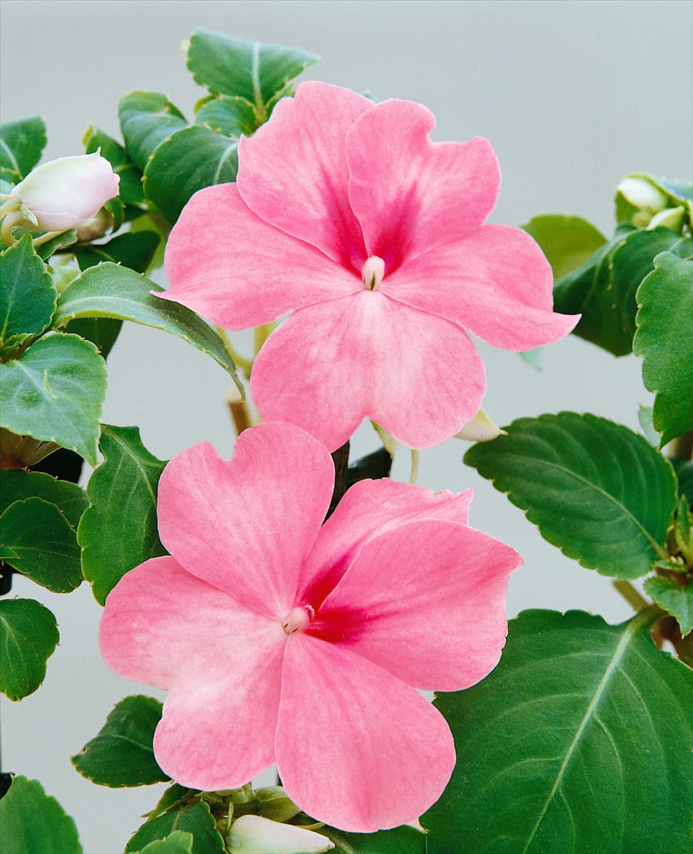 Impatiens walleriana Accent Coral