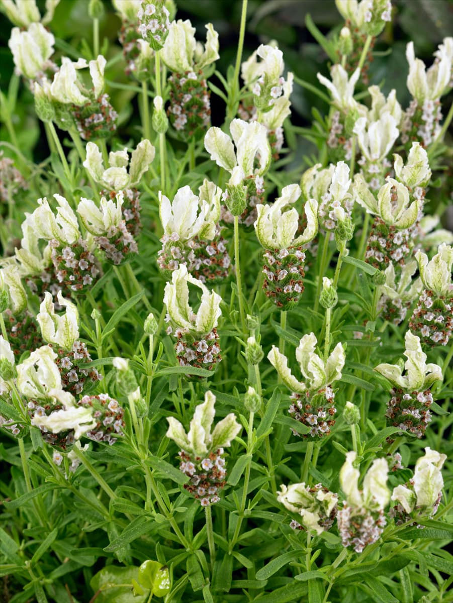 Lavandula stoechas Florvendula Cream LITTLE BEE CREAM