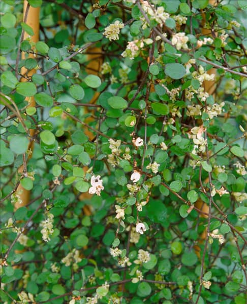 Muehlenbeckia complexa 'Zig Zag'