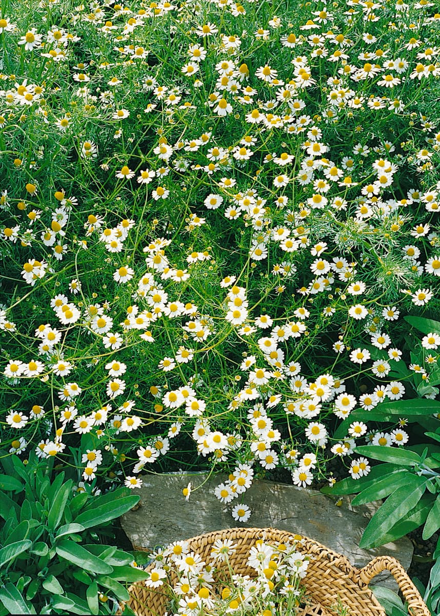Matricaria recutita