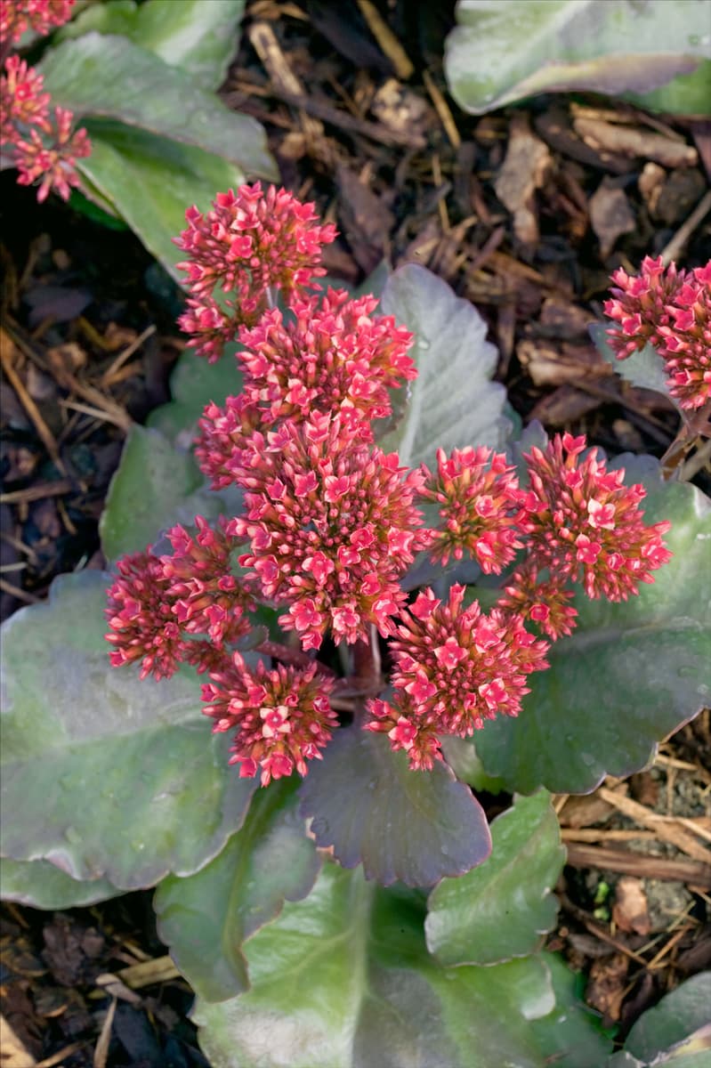 Kalanchoe Veranda Pink
