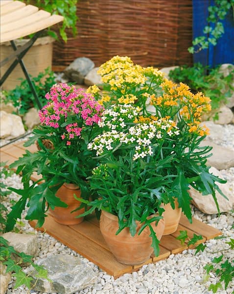 Kalanchoe blossfeldiana Queen® Roseflowers®