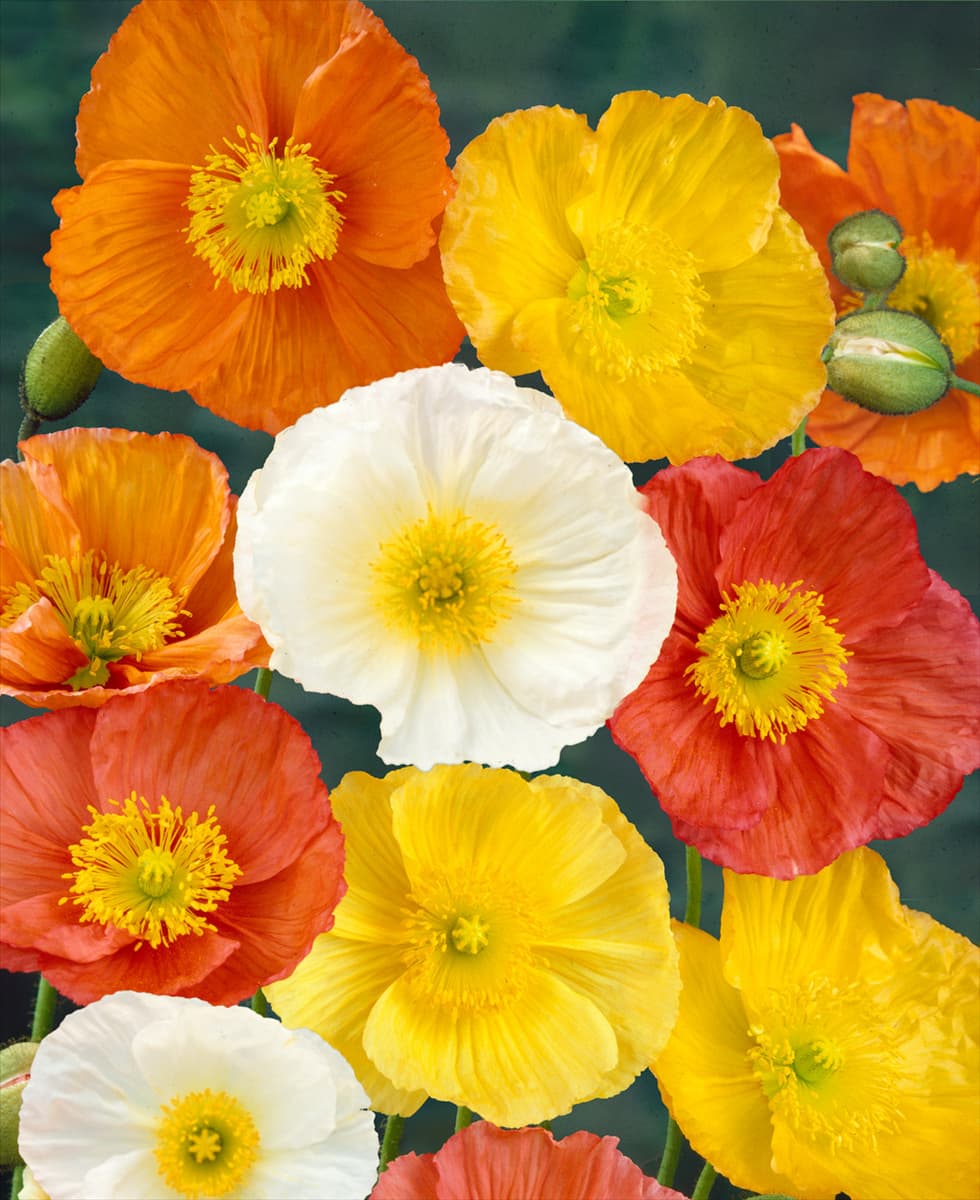 Papaver nudicaule Garden Gnome