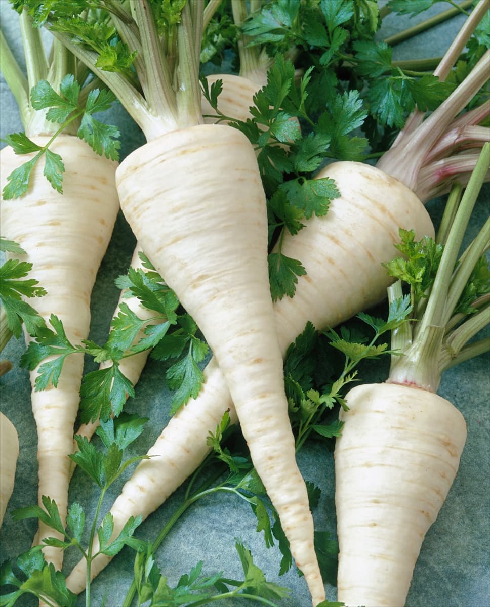 Petroselinum crispum var. tuberosum