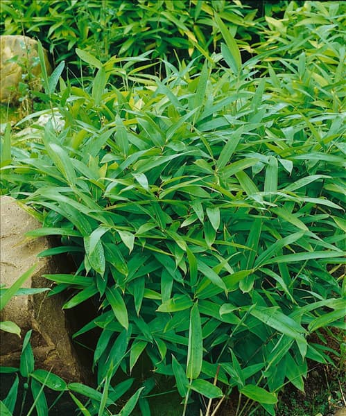 Pleioblastus viridistriatus