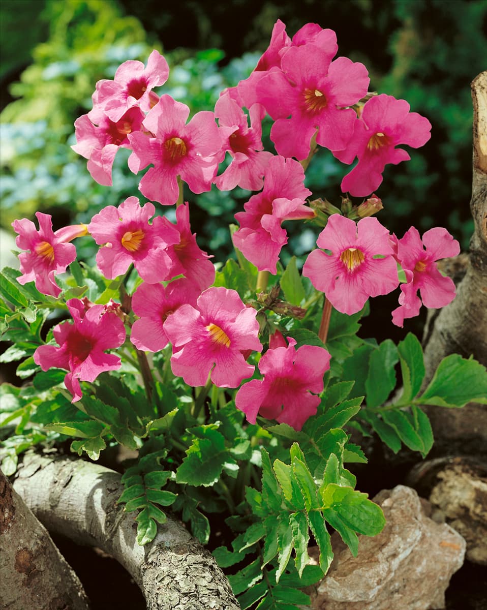 INCARVILLEA DELAVAYI