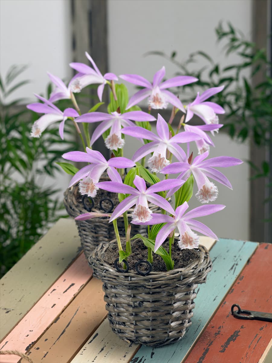 Pleione formosana im Korb