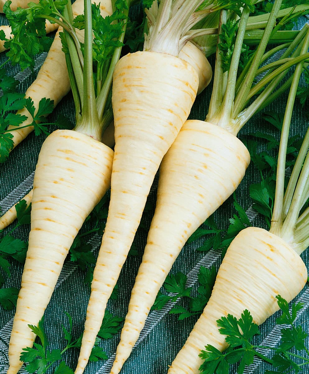 Wurzelpetersilie / Petroselinum crispum ssp.tuberosum