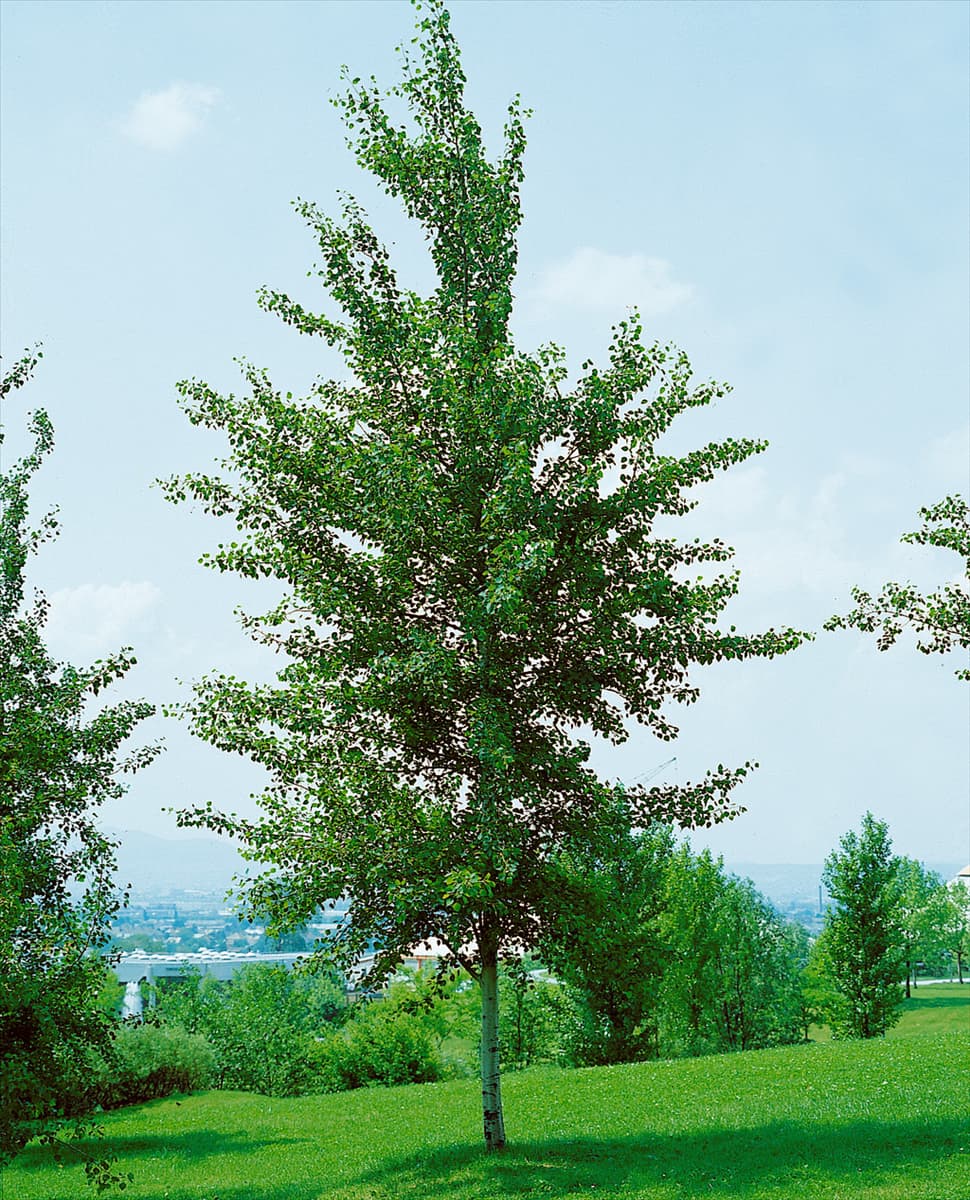 POPULUS TREMULA