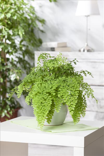 Cheilanthes pteridoides